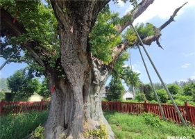 “亳州第一树”，穿越1500多年的不朽传奇